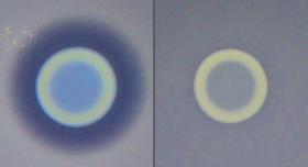 On the left, a Vibrio cholerae strain that produces the antimicrobial MvcC (center) outcompetes a surrounding V. cholerae strain that does not produce an antidote to the antimicrobial. This creates a zone of exclusion between the two strains (dark ring). On the right, neither strain produces an antimicrobial and so neither has a competitive advantage. Credit: Bryan Davies/University of Texas at Austin.