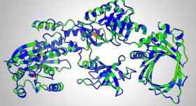 Protein Mutations